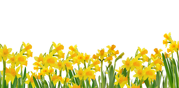 Yellow daffodils in spring