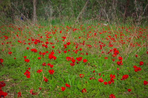 Field of red anemones