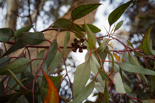 Close up on eucalyptus branch with flower buds