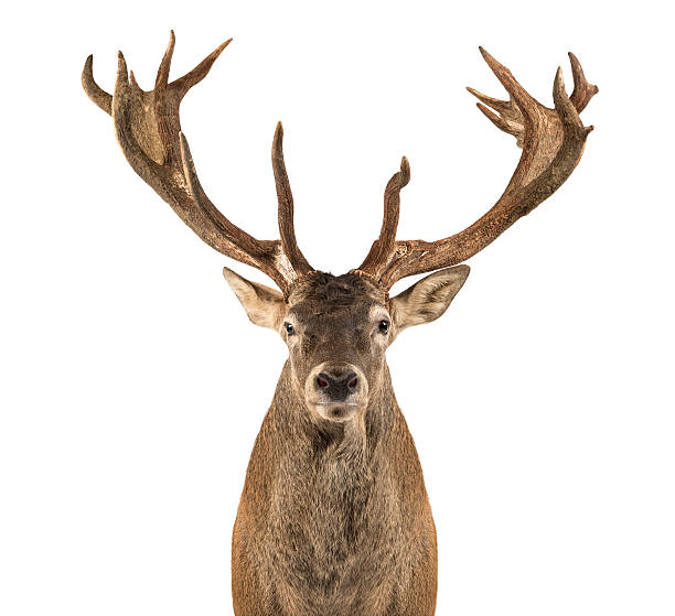 istock Close-up of a Red deer stag 508263414