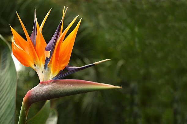 istock Flower of 