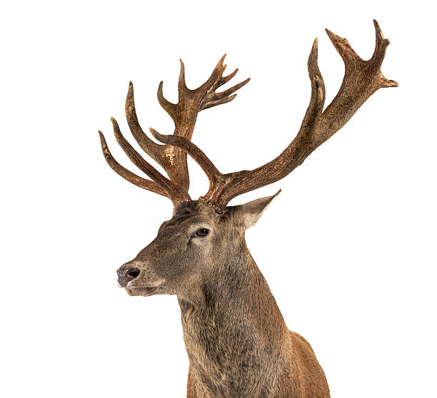 istock Close-up of a Red deer stag 508263478