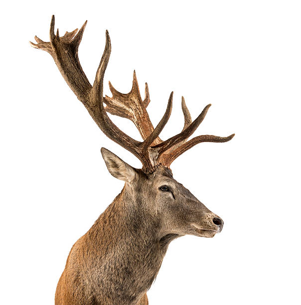 istock Close-up of a Red deer stag 508263542