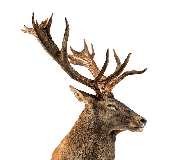 istock Close-up of a Red deer stag 508263618