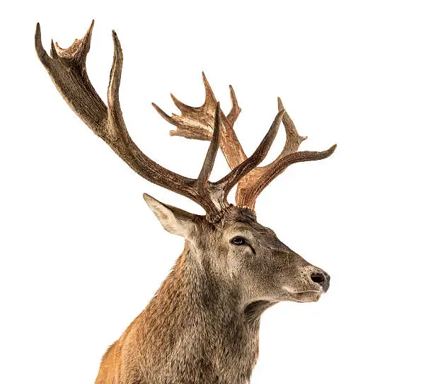 Photo of Close-up of a Red deer stag