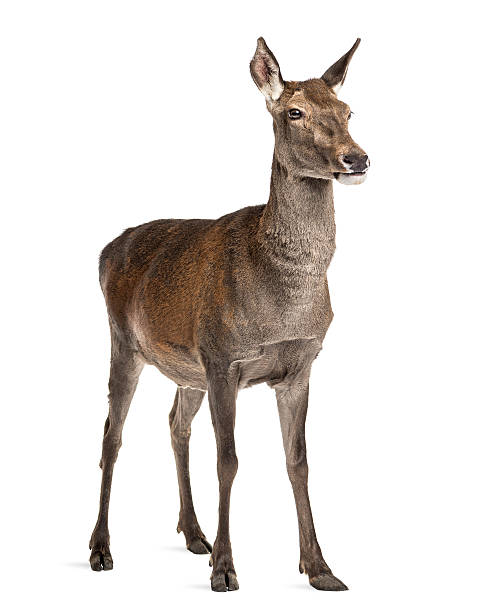 istock Female red deer in front of a white background 508263758