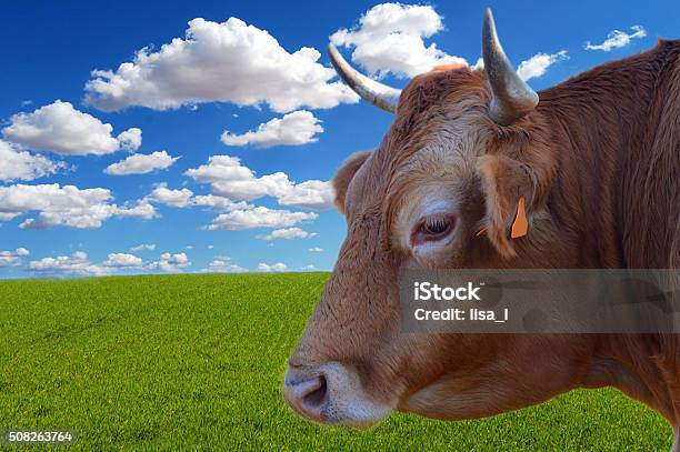 Brown Cow With Grass Stock Photo - Download Image Now - Animal, Beef, Bizarre