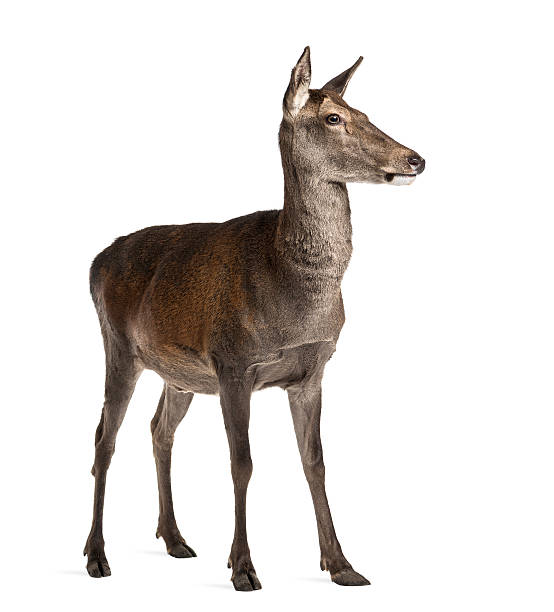 istock Female red deer in front of a white background 508263846