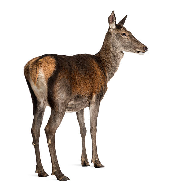 istock Female red deer in front of a white background 508264014