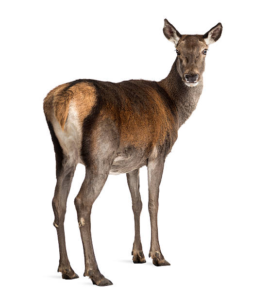 istock Female red deer in front of a white background 508264098