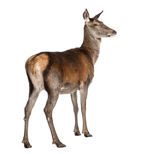 istock Female red deer in front of a white background 508264256