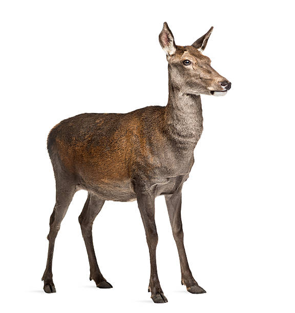istock Female red deer in front of a white background 508264414