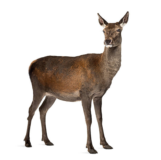 istock Female red deer in front of a white background 508264496