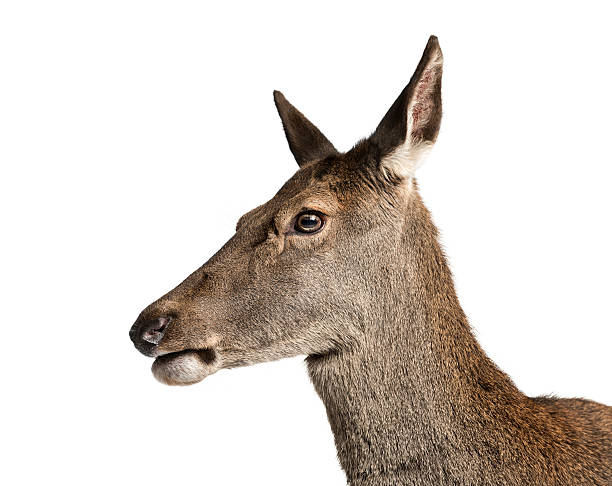 istock Close-up of a female red deer 508265242