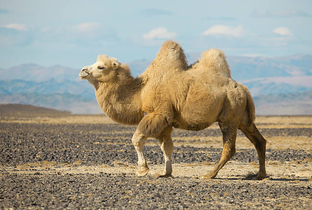 chameau de bactriane dans les steppes de mongolie - two humped camel photos et images de collection