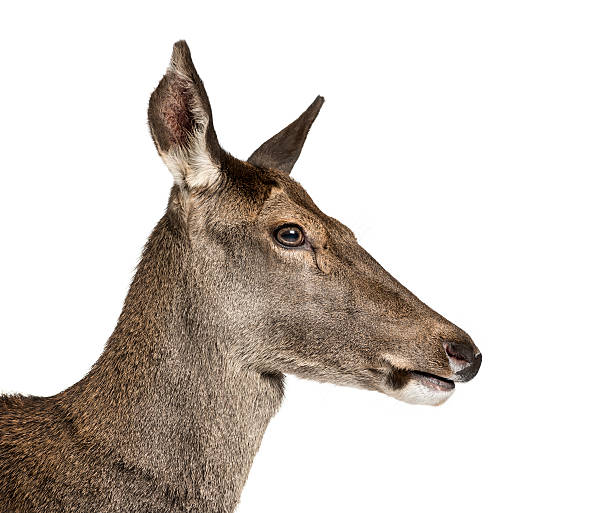 istock Close-up of a female red deer 508265402