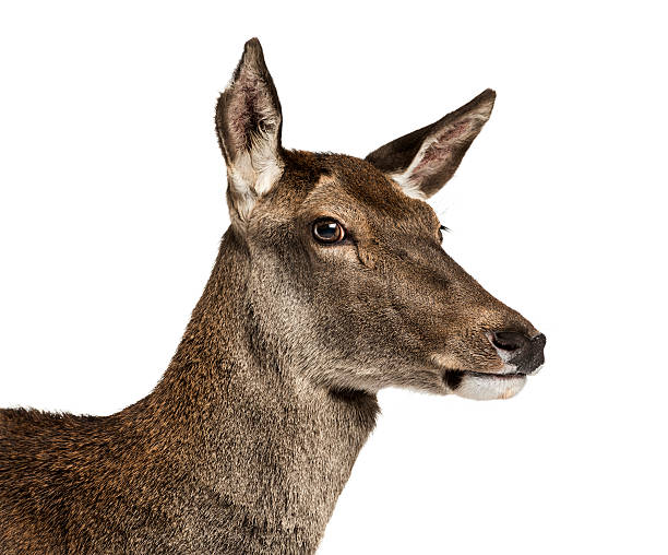 istock Close-up of a female red deer 508265478
