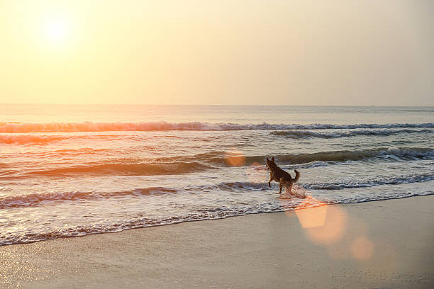 istock Dog swim in the morning 508271691