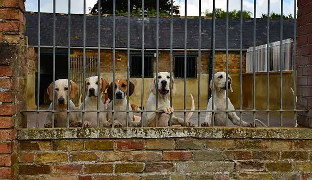 Photo of Hunting dogs in a kennel