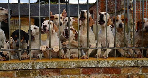 istock Hunting dogs in a kennel 508272597