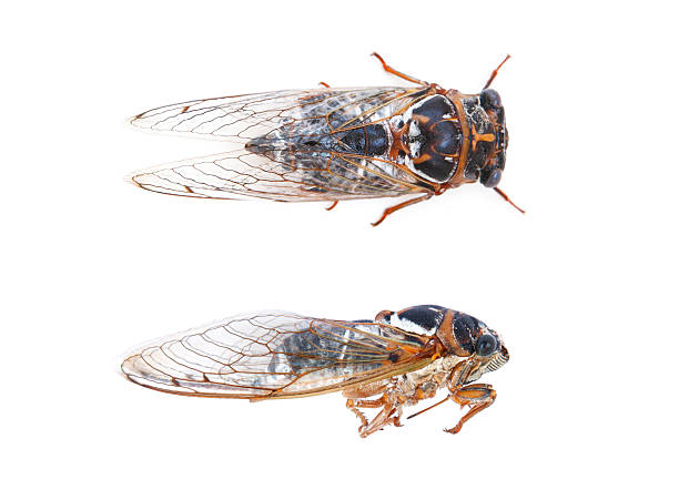 istock Detail of Cicada 508272819
