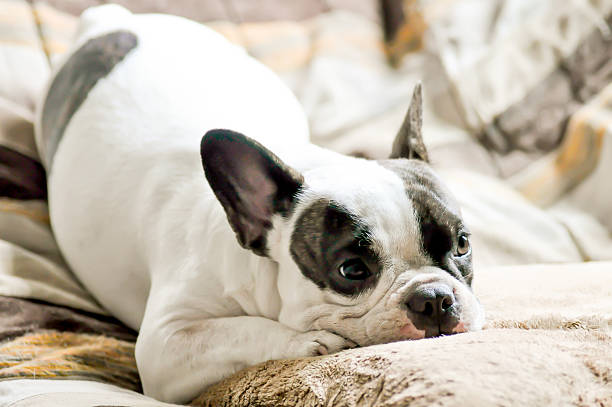 istock French bulldog and cushion 508273295