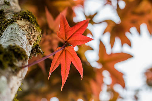 Autumn Leaves