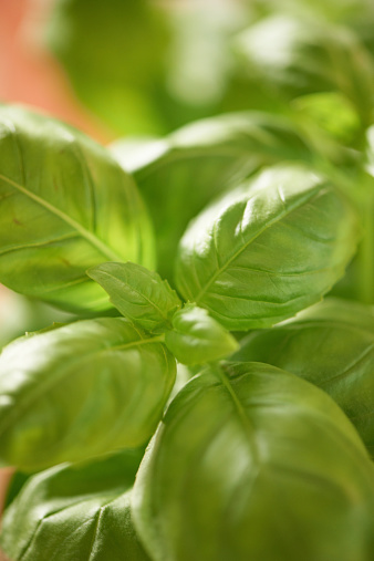 Leaves of a basil plant