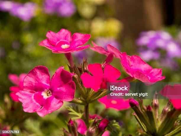 Pink Flowers Stock Photo - Download Image Now - Beauty In Nature, Blue, Branch - Plant Part