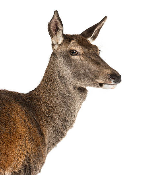 istock Close-up of a female red deer 508283036