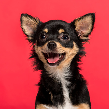 Close-up of a Chihuahua in front of a pink background