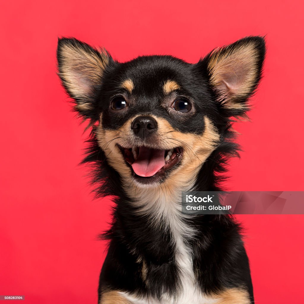 Close-up of a Chihuahua in front of a pink background Dog Stock Photo