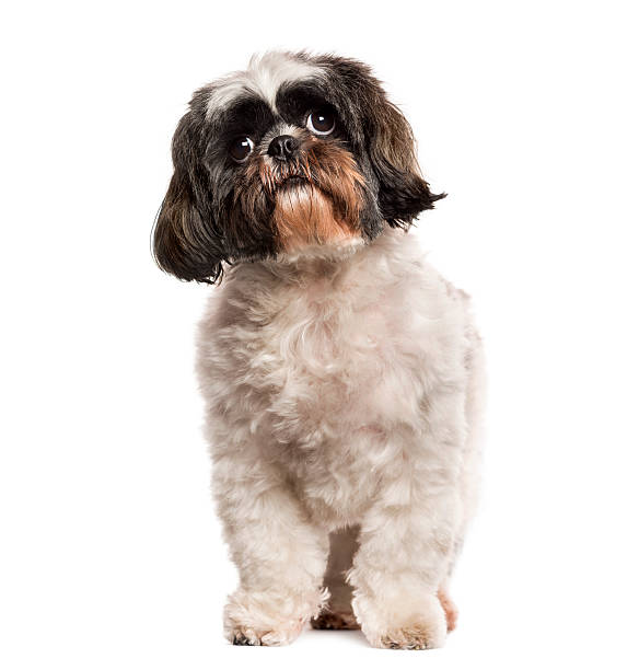 istock Shih Tzu standing in front of a white background 508283538