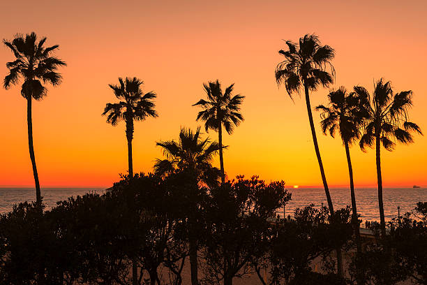 пальмы на пляже манхэттен и пирс на закате - santa monica pier santa monica beach night amusement park стоковые фото и изображения