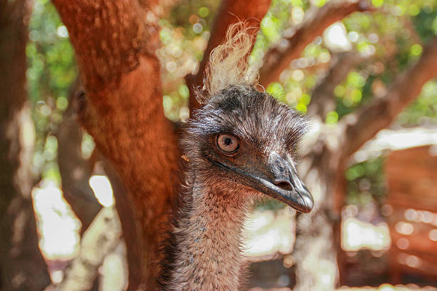 istock ostrich looks out from his cage 508283752
