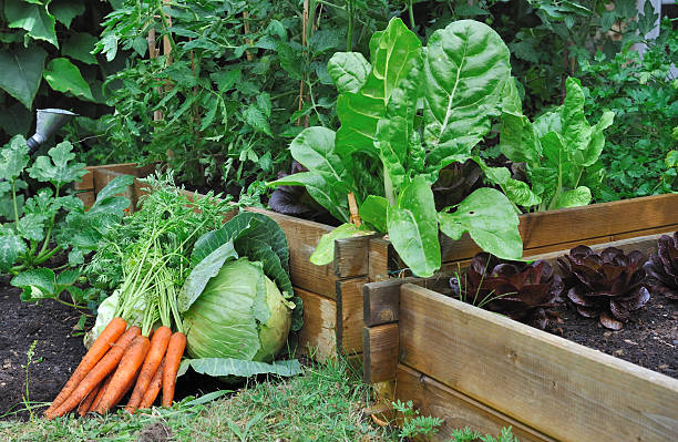 vegetables in a patch carrots and cabbage on the soil in  a vegetable garden vegetable garden stock pictures, royalty-free photos & images