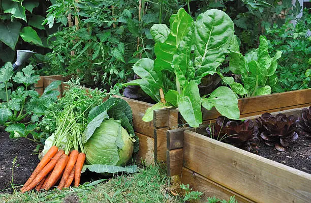 carrots and cabbage on the soil in  a vegetable garden