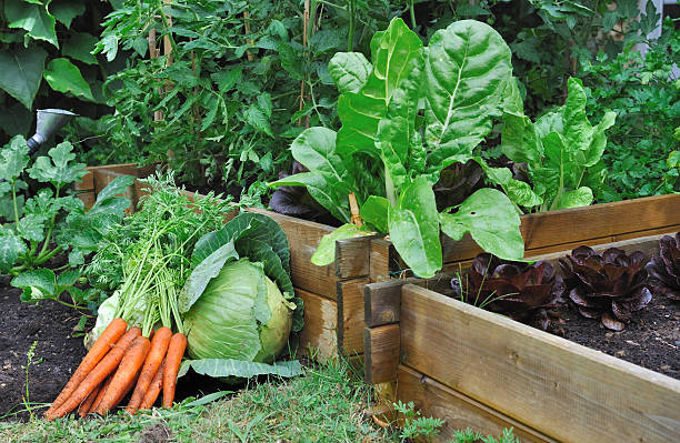 warzywa w naszytą - gardens zdjęcia i obrazy z banku zdjęć