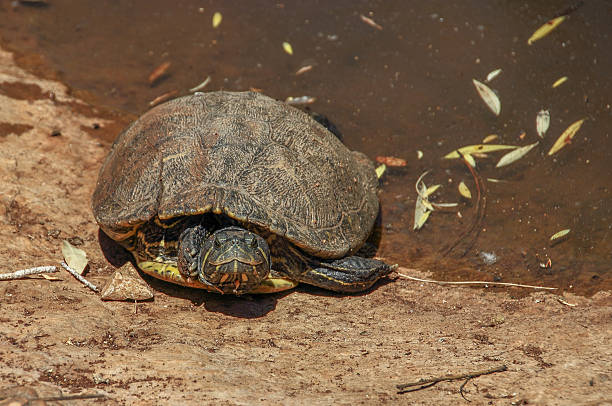 istock aquatic turtle crawled out of the pond 508284080