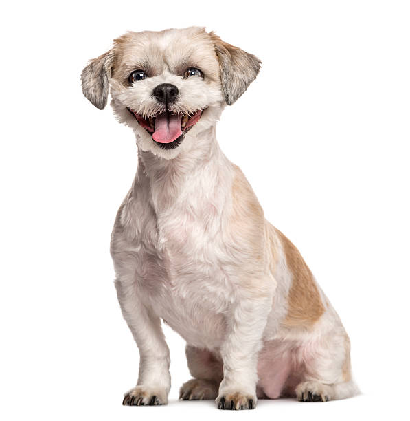 Shih Tzu sitting and smiling Shih Tzu sitting and smiling in front of a white background tibetan lion dog stock pictures, royalty-free photos & images