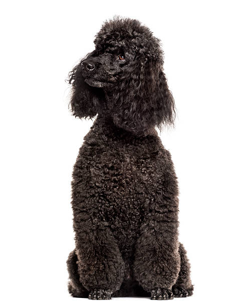 istock Poodle sitting in front of a white background 508285508