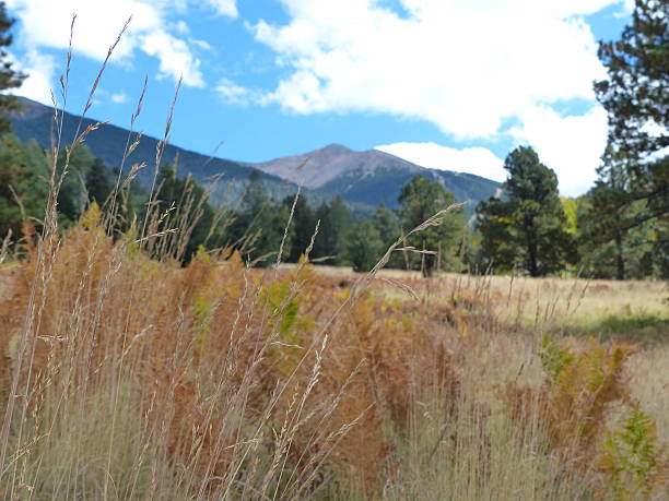 istock Hart Prairie in Autumn with San Francisco Peaks in background 508285612