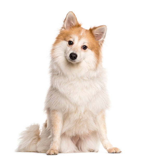 istock Spitz sitting in front of a white background 508285788