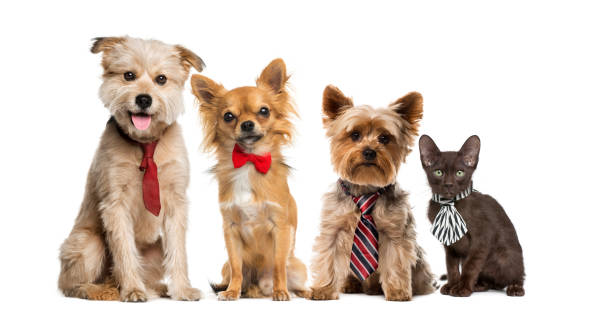 istock Group of dogs and cats 508286130