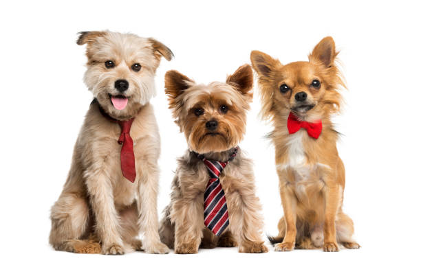 istock Group of dogs in front of a white background 508286268