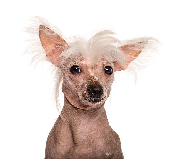 istock Close-uo of a Chinese crested dog 508286856