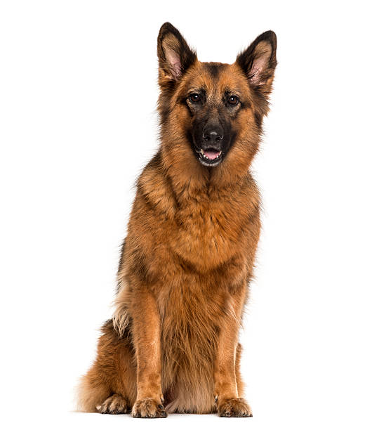 istock German Shepherd sitting in front of a white background 508287156