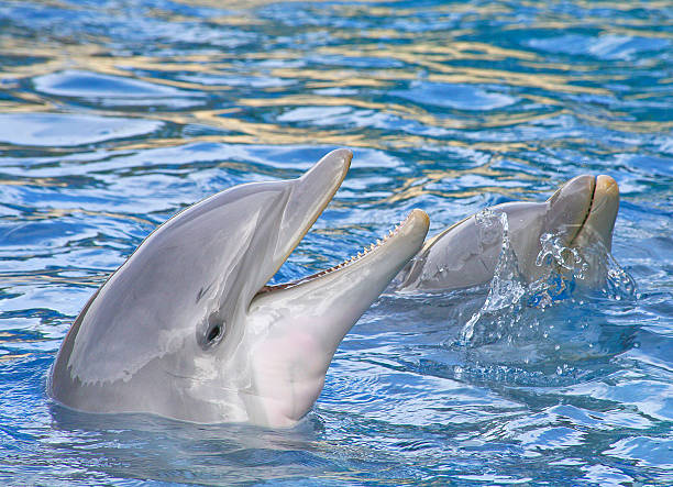golfinhos sorridente - the most intelligent imagens e fotografias de stock