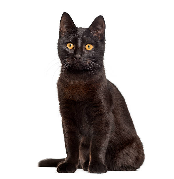 istock Black cat sitting in front of a white background 508287310
