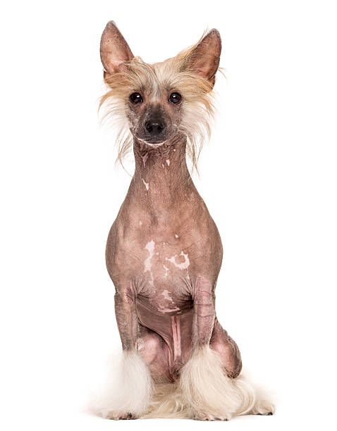 istock Chinese crested dog sitting in front of a white background 508287450
